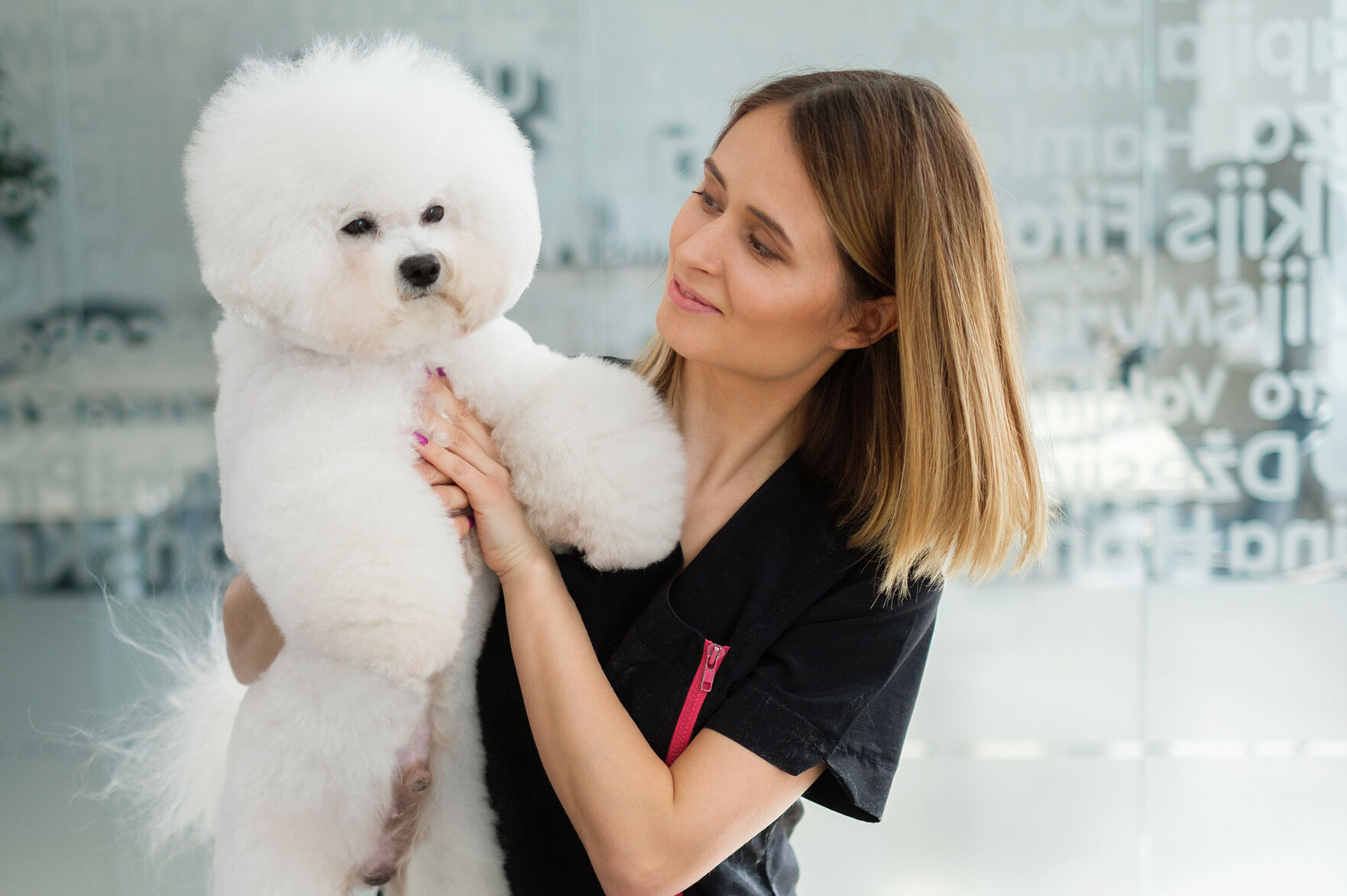 Bichon Fries at a dog grooming salon
